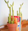 Bamboo Bookends Pens Highlighters Post It Note Dispenser 3D Printed Plant | House Plant Sticky Notes Post-It House Plant Decor ForgeCore